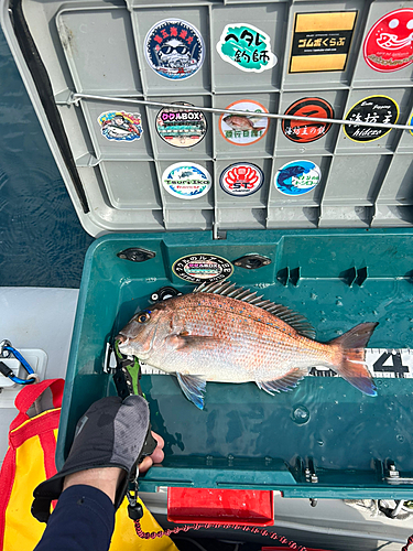 マダイの釣果