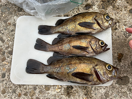 アカメバルの釣果