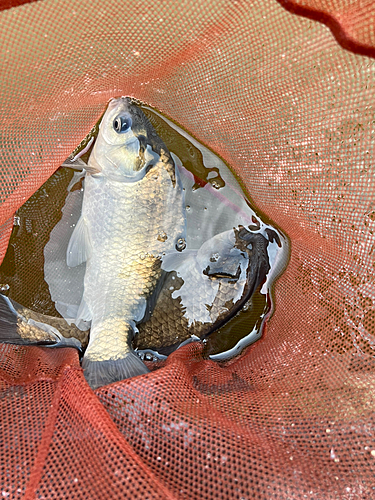 ヘラブナの釣果