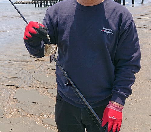 シタビラメの釣果