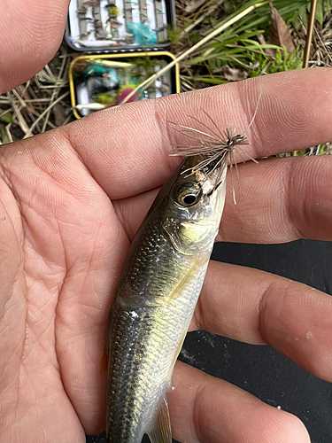 カワムツの釣果