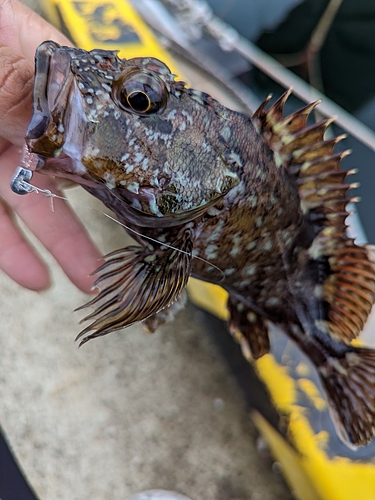 アラカブの釣果