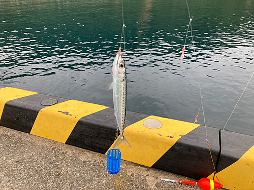 サバの釣果