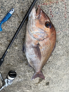 マダイの釣果