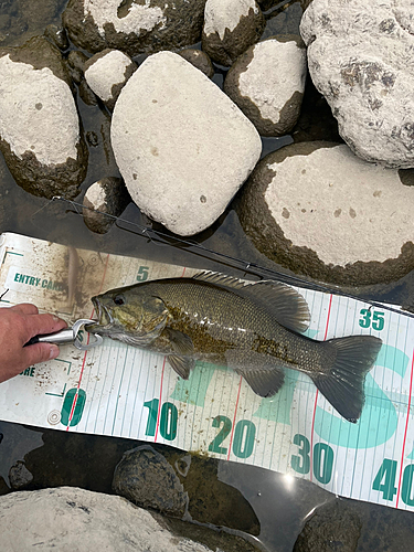 スモールマウスバスの釣果