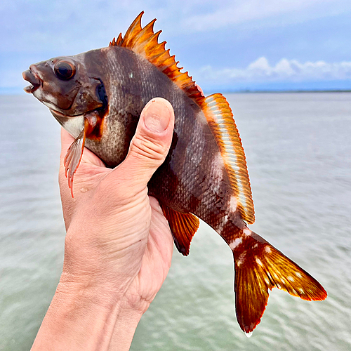 タカノハダイの釣果