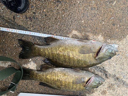 スモールマウスバスの釣果