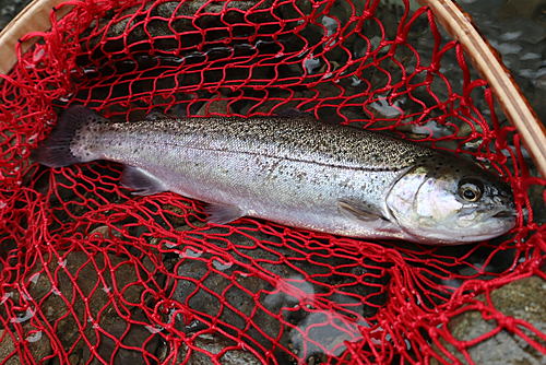 ニジマスの釣果