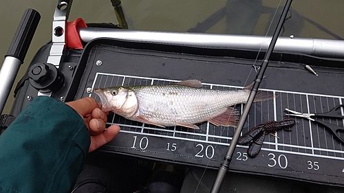 ハスの釣果