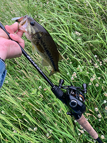 ラージマウスバスの釣果