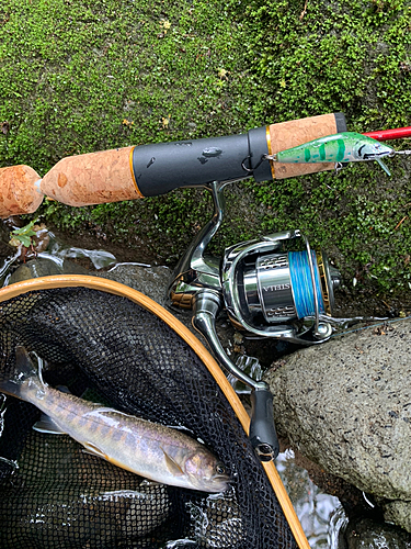 イワナの釣果