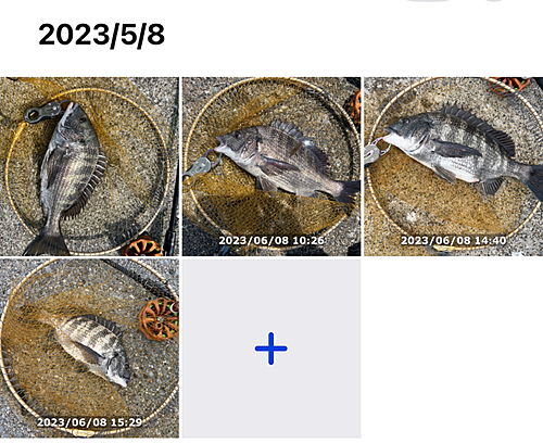 クロダイの釣果