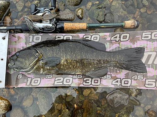 スモールマウスバスの釣果