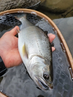 ヤマメの釣果