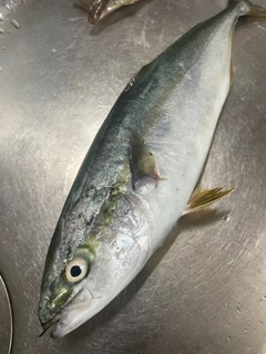 イナダの釣果