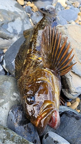 アイナメの釣果