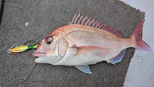 マダイの釣果