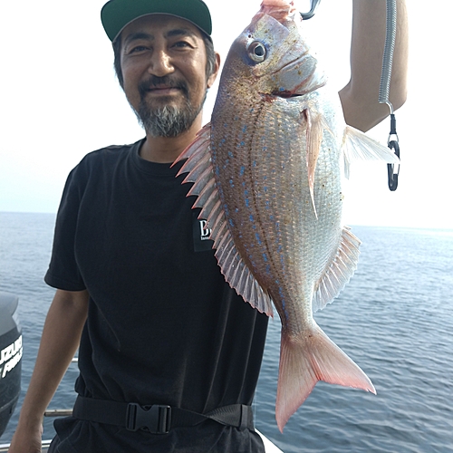 ハナダイの釣果