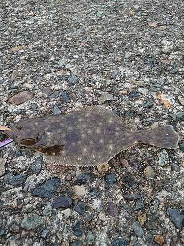 ソゲの釣果