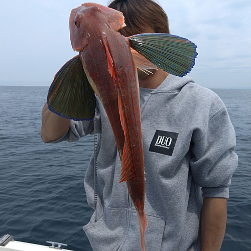 ホウボウの釣果