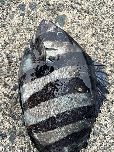 サンバソウの釣果