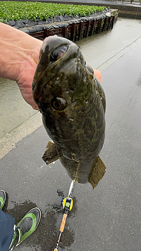 ライギョの釣果