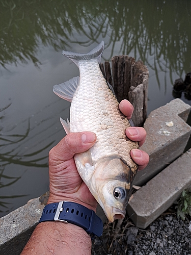 フナの釣果