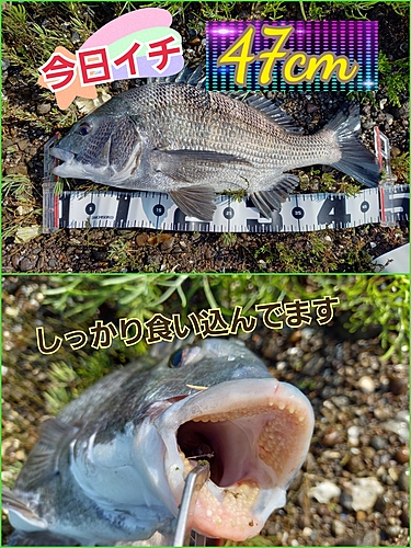 チヌの釣果