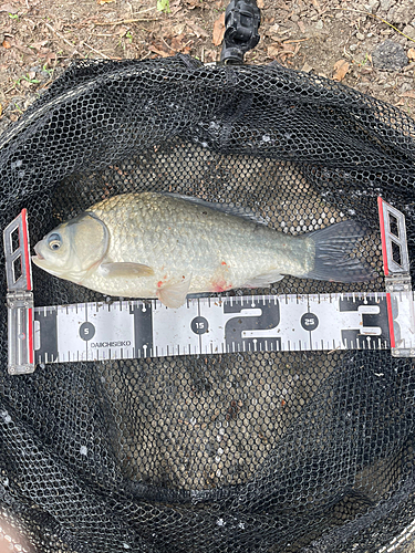 ヘラブナの釣果