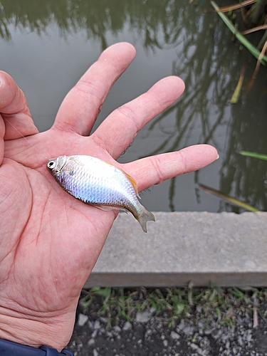 タナゴの釣果