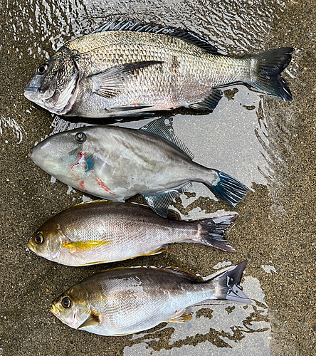 イサキの釣果