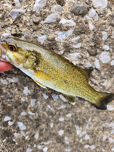 スモールマウスバスの釣果