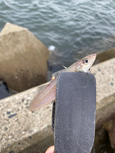 キスの釣果