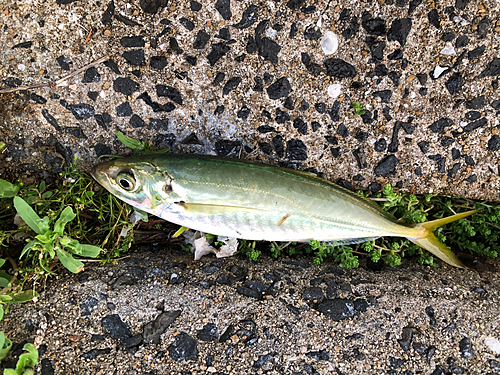 マルアジの釣果