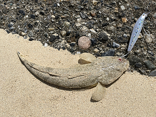 ミナミマゴチの釣果