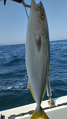 ツバスの釣果