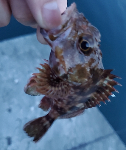 カサゴの釣果