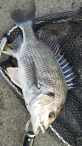 キビレの釣果