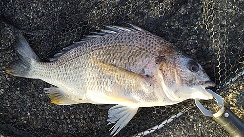 キビレの釣果