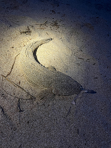 マゴチの釣果