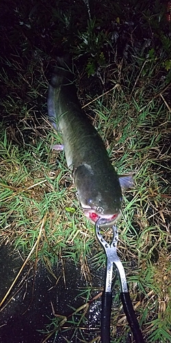 マナマズの釣果