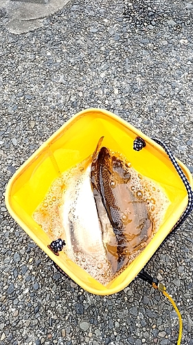 コノシロの釣果