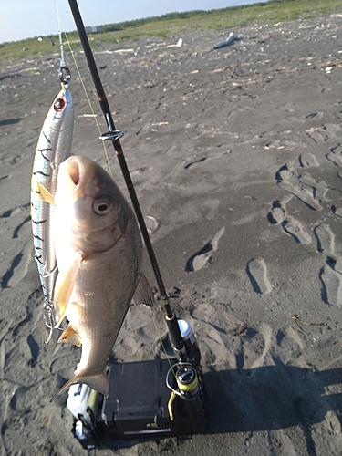 ウグイの釣果