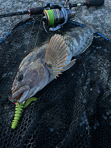 アブラコの釣果