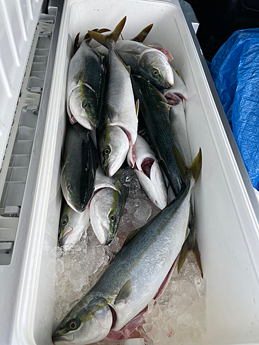 ハマチの釣果