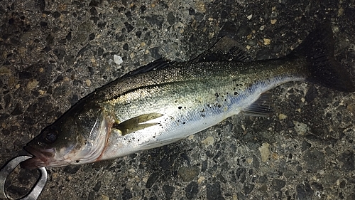 セイゴ（マルスズキ）の釣果