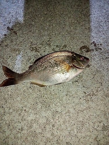 マタナゴの釣果