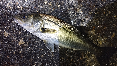 セイゴ（マルスズキ）の釣果