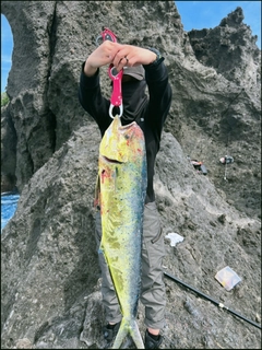 シイラの釣果