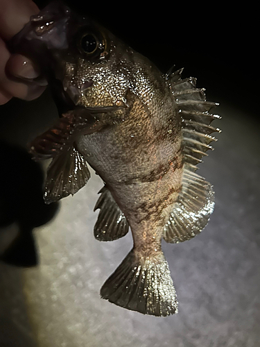 シロメバルの釣果